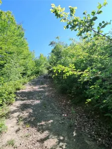 Teren+cladiri Blajeni(56000Euro cladiri+1,3ha) - foto 9